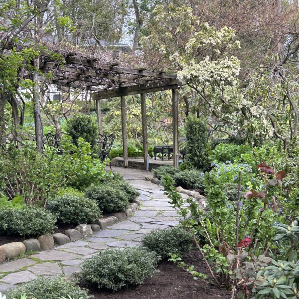 a tree in the middle of a garden